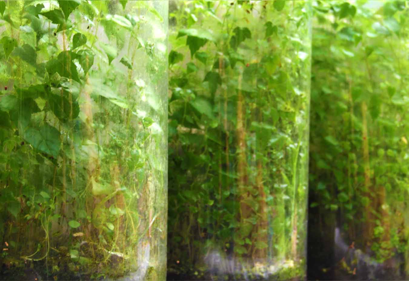 Multidisciplinary Artist Arts